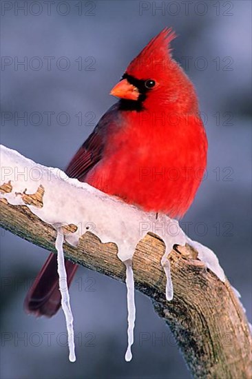 Red Cardinal