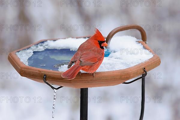 Northern Cardinal