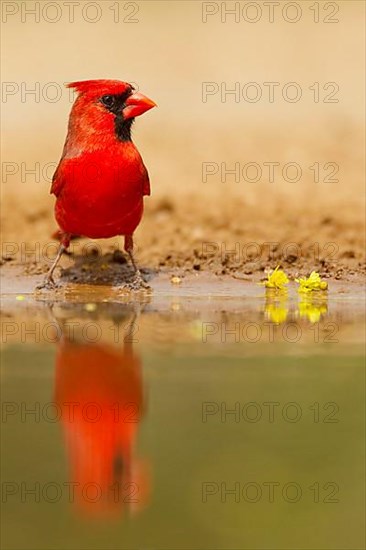 Northern Cardinal