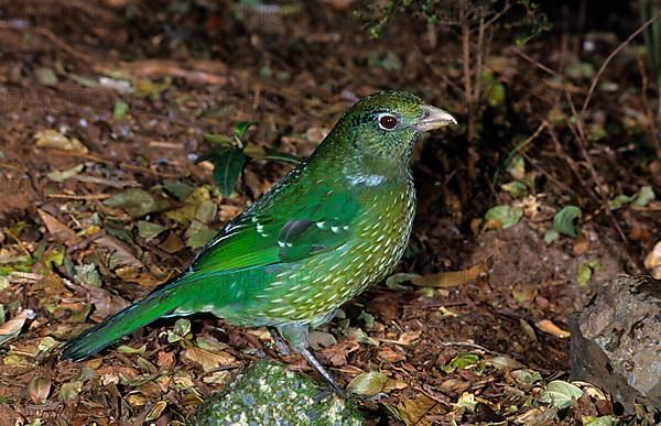 Green Catbird