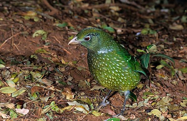 Green Catbird