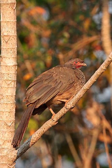 Chaco Chachalaca