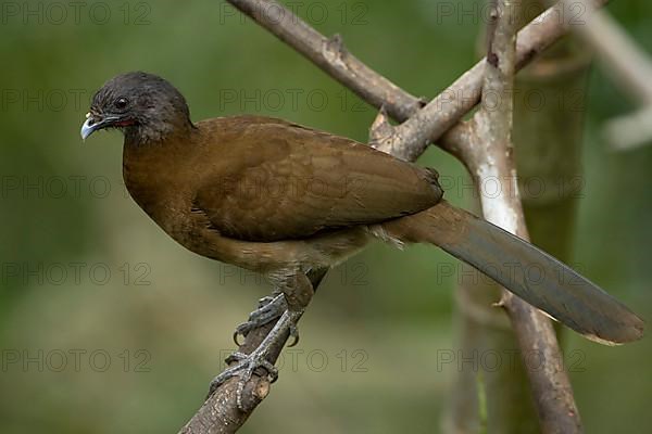 Grey-headed Chachalaca