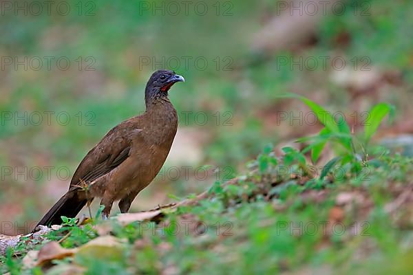 Rufous-vented Chachalaca