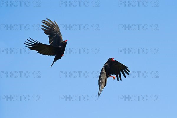 Alpine crow