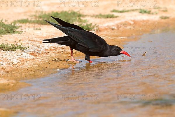 Alpine crow