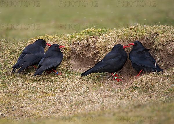 Red-billed Chough