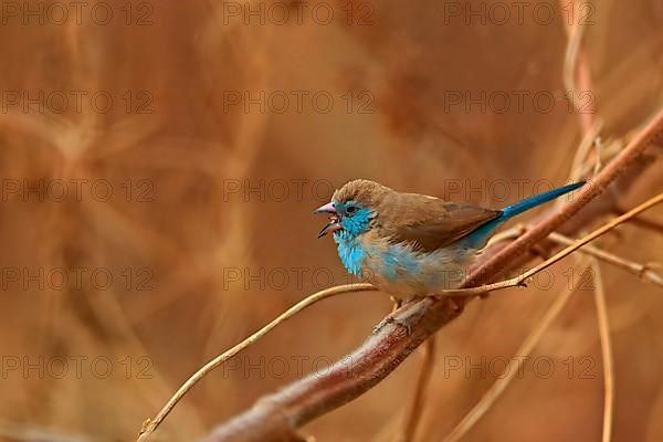 Red-cheeked Cordon-bleu