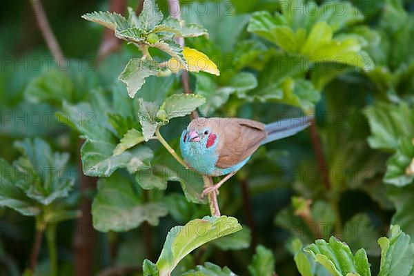 Red-cheeked Cordon-bleu