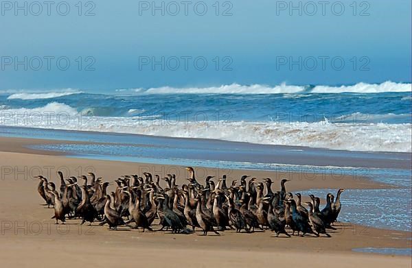 Cape Cormorant