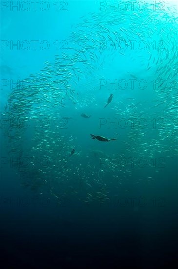 Shoal of cape cormorant