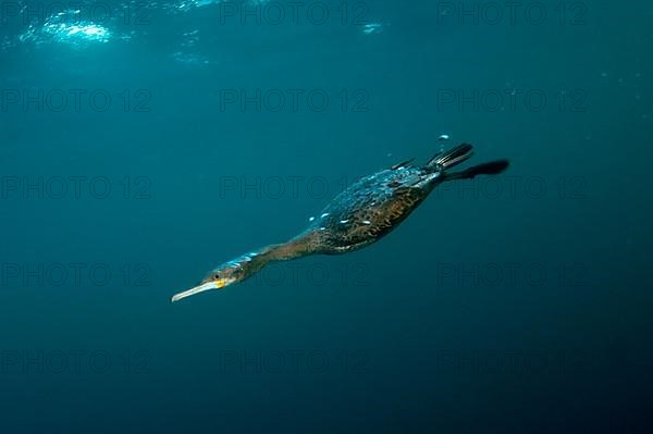 Cape cormorant