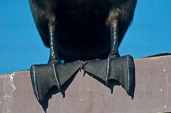 Adult double-crested cormorant