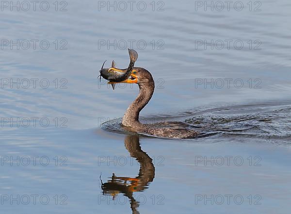 Double-crested cormorant