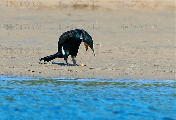 Great Cormorant