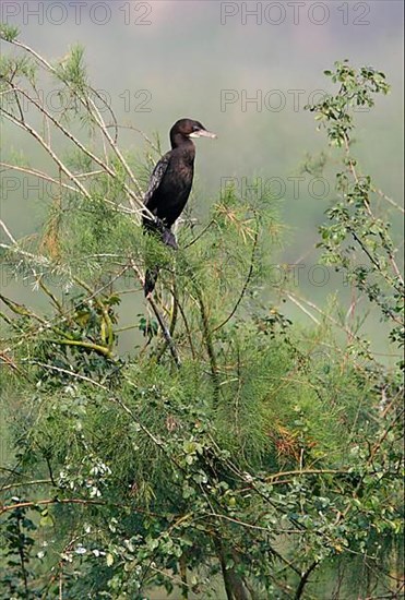 Little Cormorant