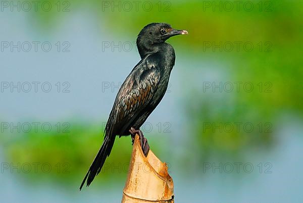 Lesser little cormorant