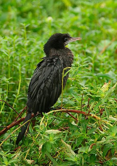 Little Cormorant