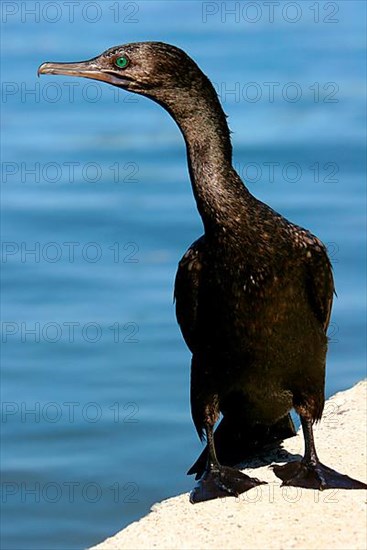 Little Black Cormorant