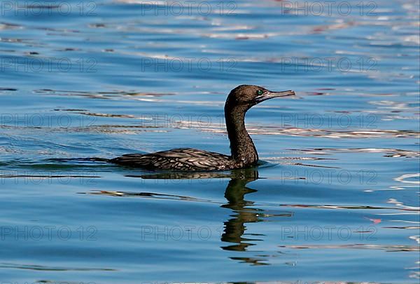 Little Black Cormorant