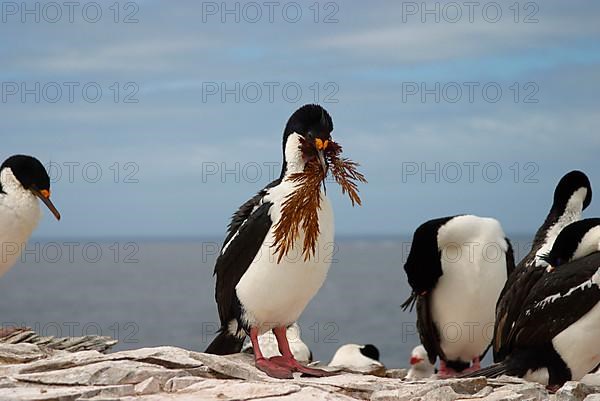 Imperial shag