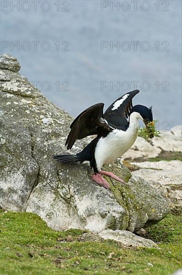 Blue-eyed cormorant