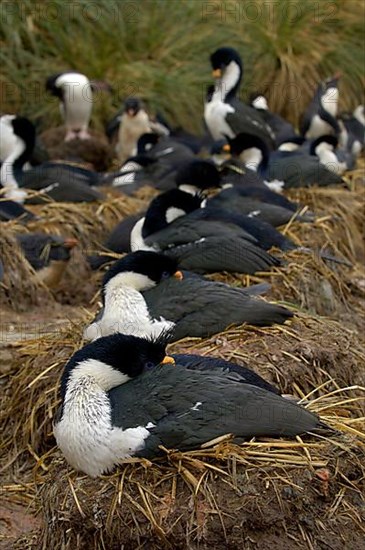 Imperial shag