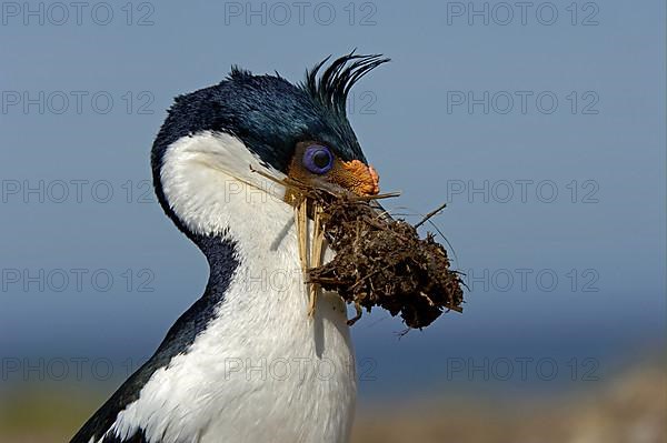 Imperial shag