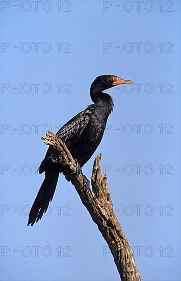 Long-tailed Cormorant