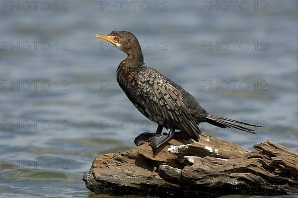 Long-tailed cormorants