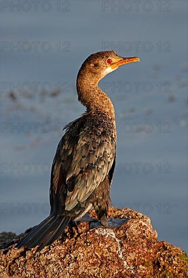 Long-tailed Cormorant