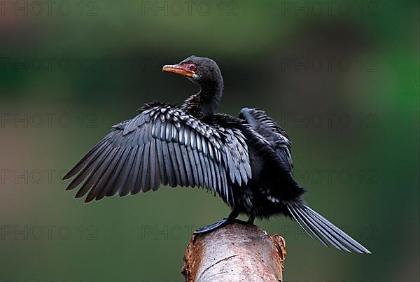 Long-tailed Cormorant