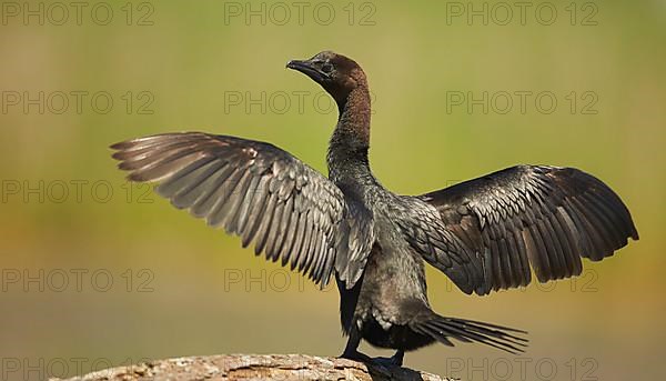 Pygmy Cormorant