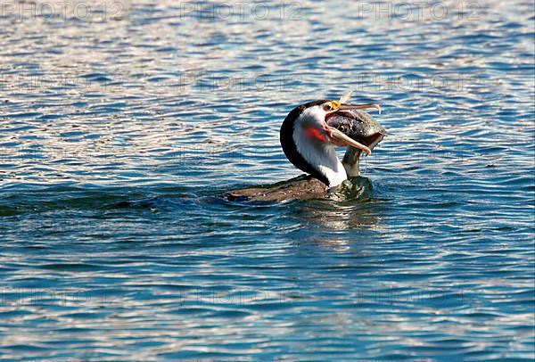 Adult pied cormorant