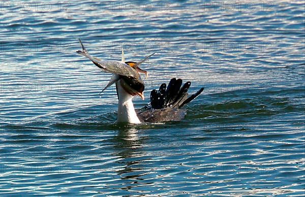 Adult pied cormorant