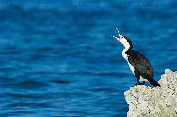 Pied cormorant