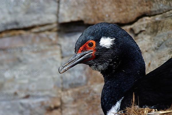 Rock shag