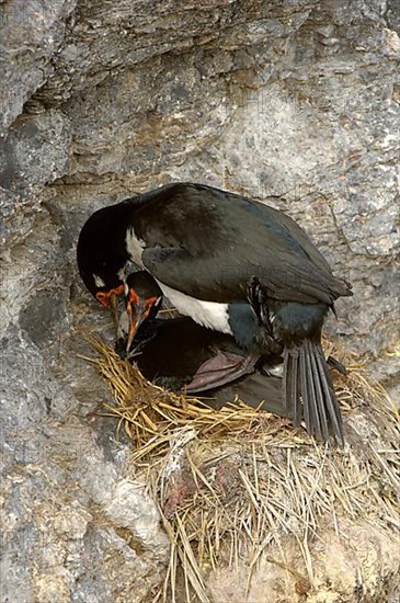 Rock shag