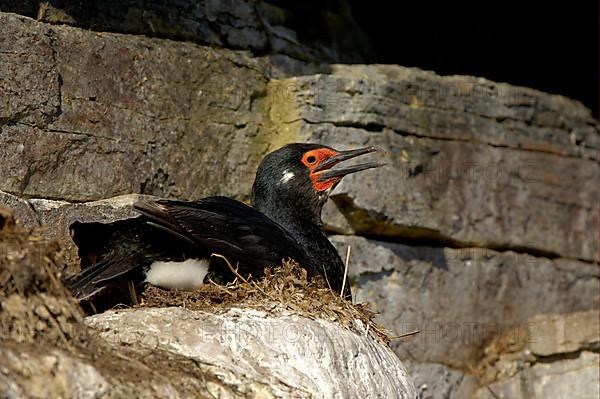 Rock shag