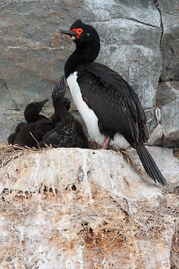 Rock shag