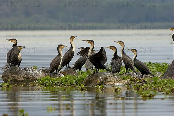 White-breasted cormorant