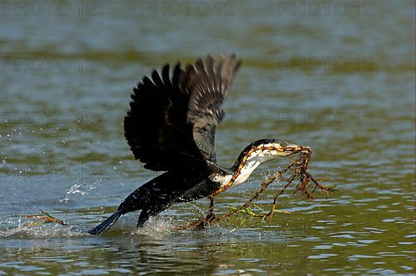 Adult white-breasted cormorant