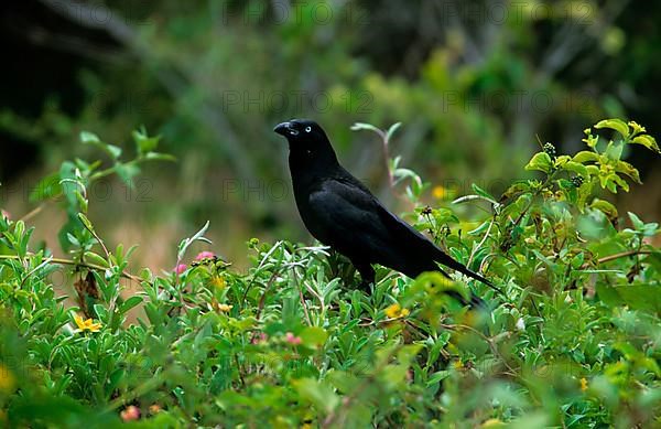 Torresian crow