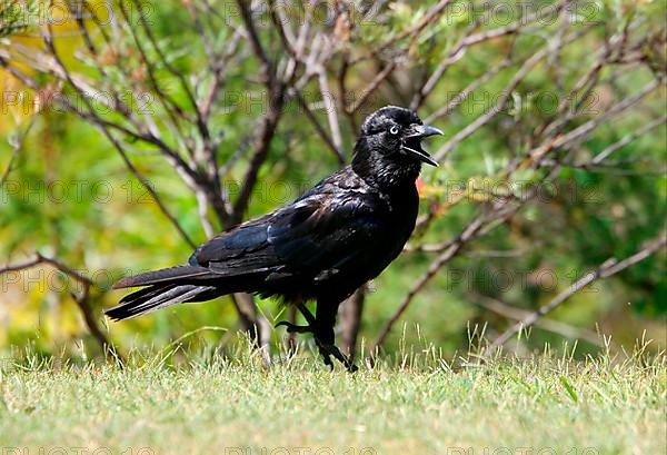 Torresian crow