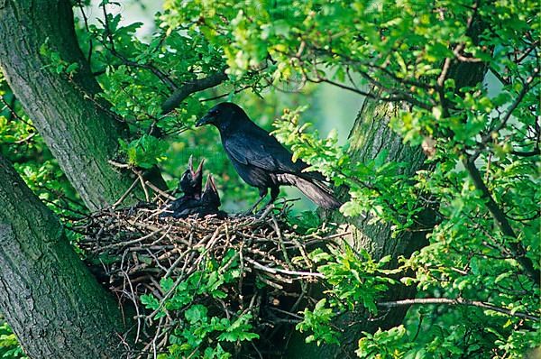 Carrion Crow