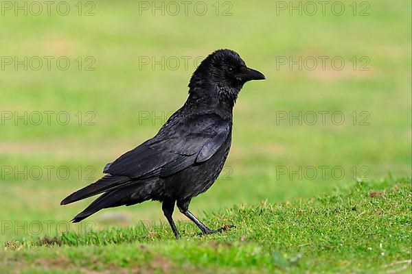 Carrion Crow