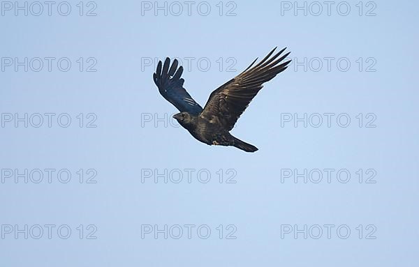 Carrion Crow