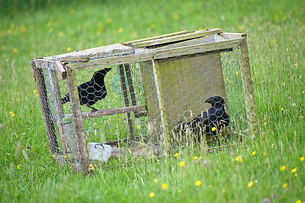 Carrion Crow