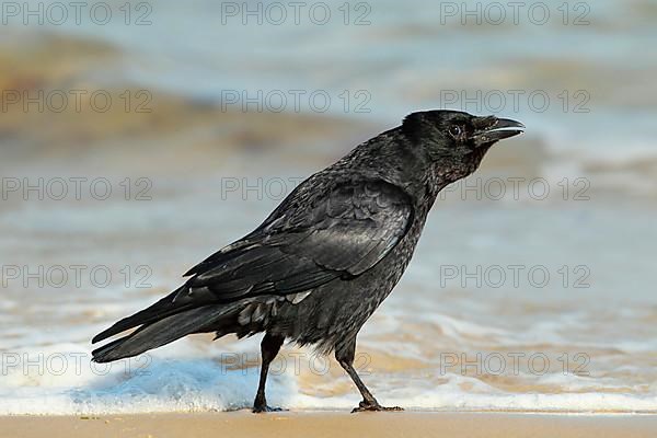 Carrion Crow