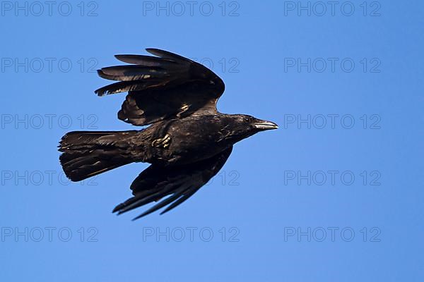 Carrion Crow